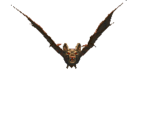 bat11